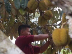 Kembangkan Desa, Pemdes Batuah Bangun Wisata Kebun Bua Elai