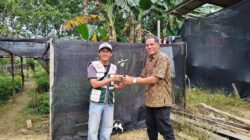 Sinergi Pemuda Lingkungan dan DPC Rantau Pulung Bagikan Bibit Cabai, Dorong Ketahanan Pangan Rumah Tangga